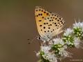 Lycaena kefersteinii (Alevateşgüzeli)